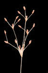 Capillary hairsedge